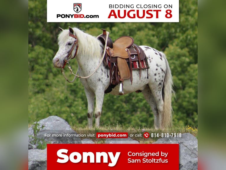 Plus de poneys/petits chevaux Hongre 10 Ans 112 cm Blanc in Rebersburg, PA
