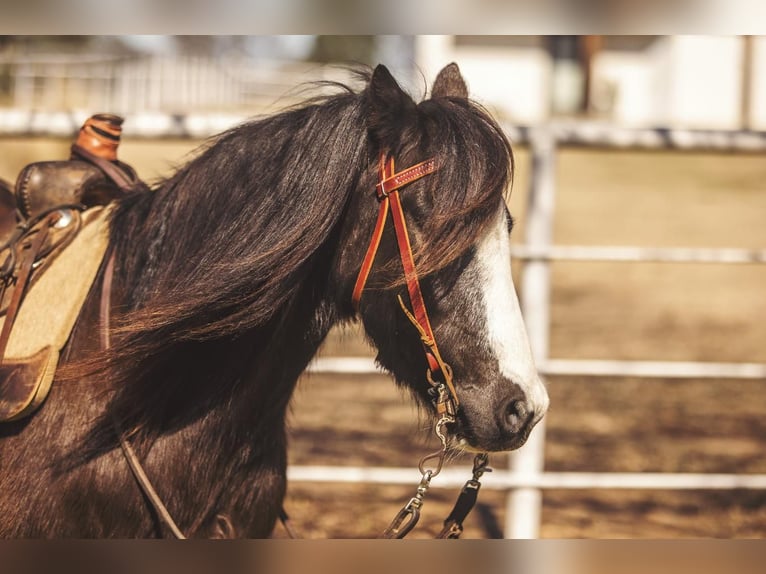 Plus de poneys/petits chevaux Hongre 10 Ans 122 cm Noir in Benton, LA