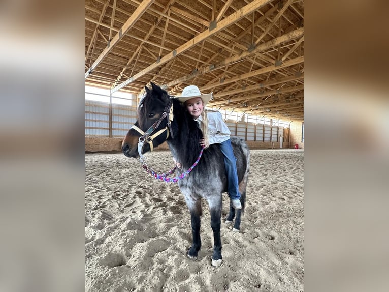 Plus de poneys/petits chevaux Hongre 10 Ans 122 cm Rouan Bleu in Casper, WY