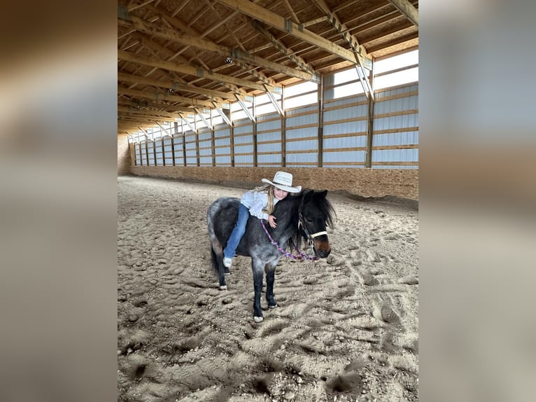 Plus de poneys/petits chevaux Hongre 10 Ans 122 cm Rouan Bleu in Casper, WY