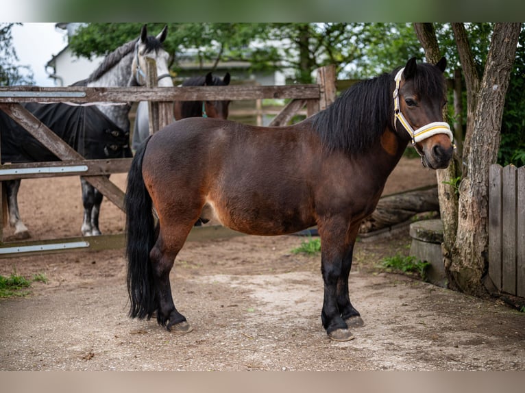 Plus de poneys/petits chevaux Croisé Hongre 10 Ans 124 cm Bai in Leinburg