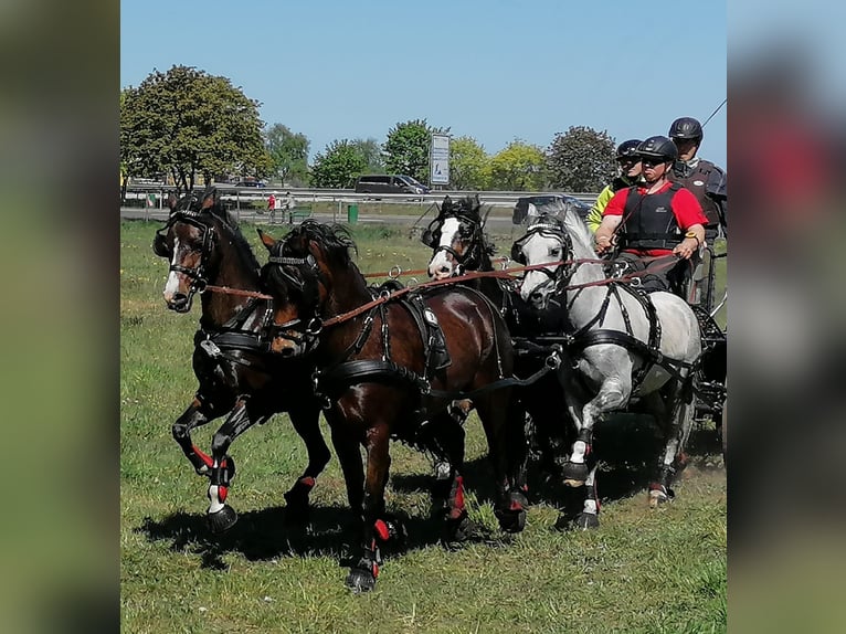 Plus de poneys/petits chevaux Croisé Hongre 10 Ans 130 cm Gris in Muchow