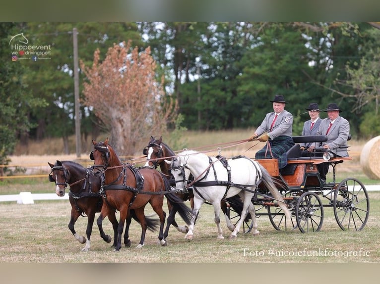 Plus de poneys/petits chevaux Croisé Hongre 10 Ans 130 cm Gris in Muchow