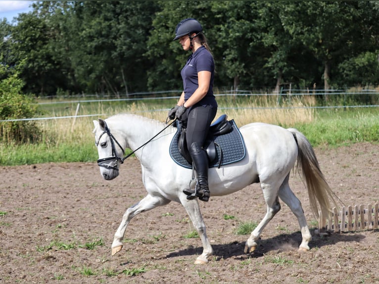 Plus de poneys/petits chevaux Croisé Hongre 10 Ans 130 cm Gris in Muchow