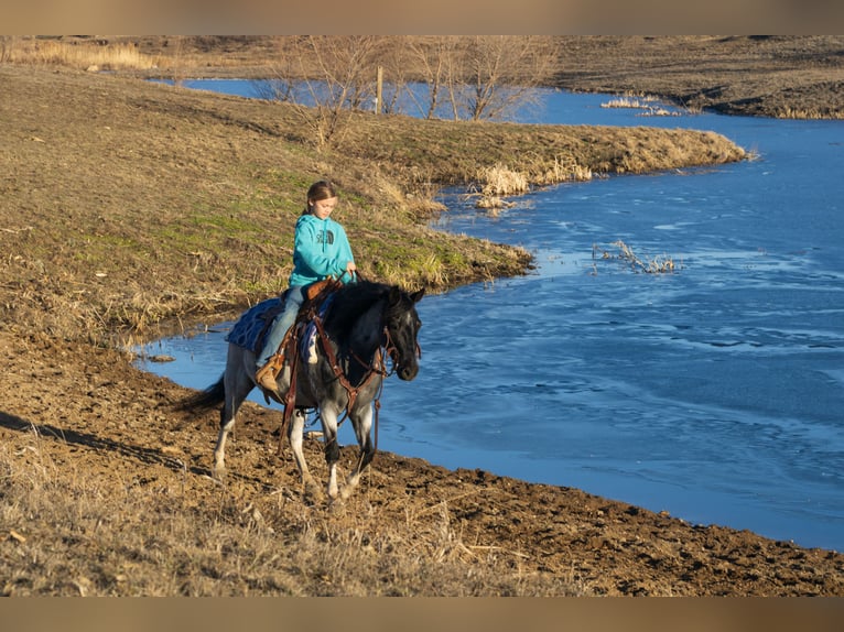 Plus de poneys/petits chevaux Hongre 10 Ans 130 cm Rouan Bleu in Canistota, SD