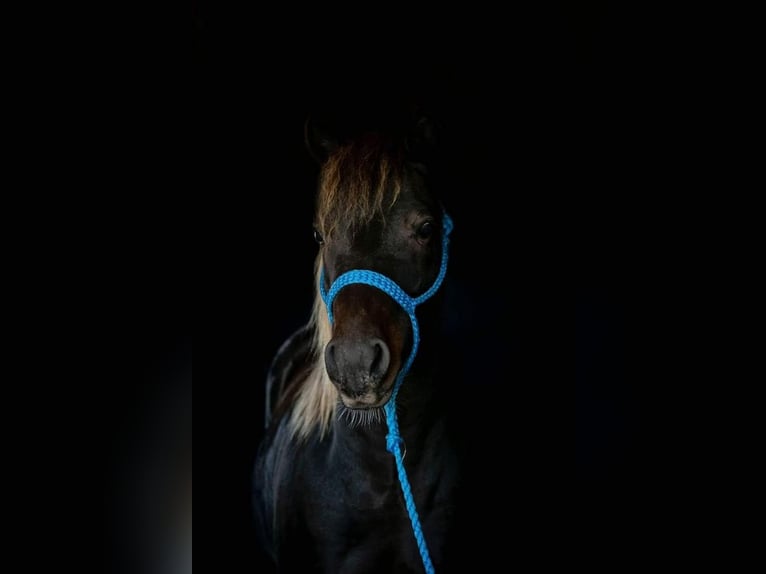 Plus de poneys/petits chevaux Hongre 10 Ans 132 cm Alezan in Dodgeville, WI
