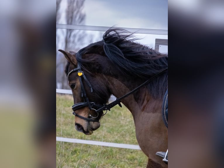 Plus de poneys/petits chevaux Croisé Hongre 10 Ans 140 cm Bai in Gaienhofen