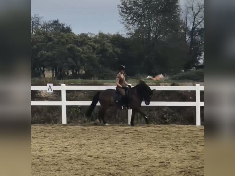 Plus de poneys/petits chevaux Croisé Hongre 10 Ans 140 cm Bai in Gaienhofen