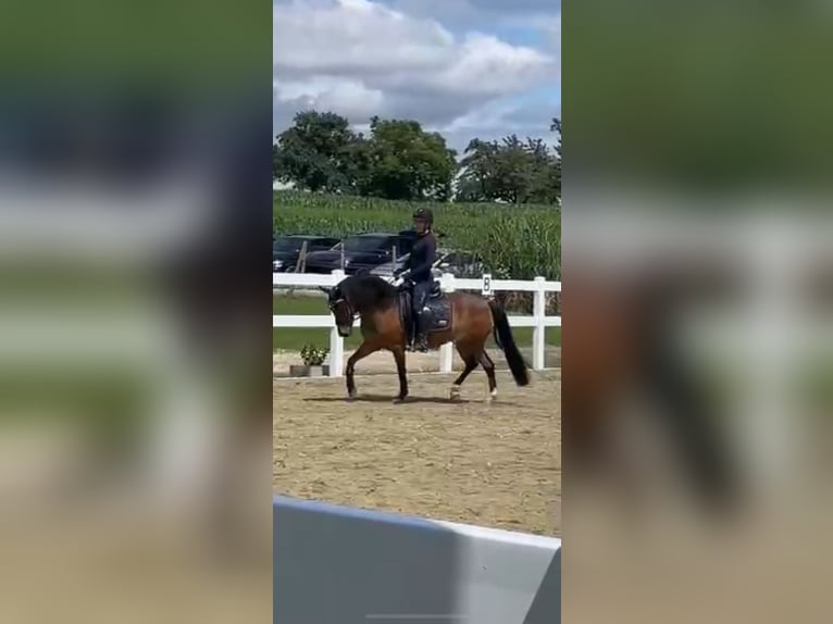 Plus de poneys/petits chevaux Croisé Hongre 10 Ans 140 cm Bai in Gaienhofen