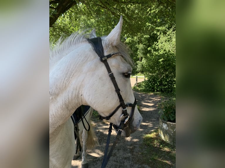 Plus de poneys/petits chevaux Hongre 10 Ans 143 cm Gris in Neumünster