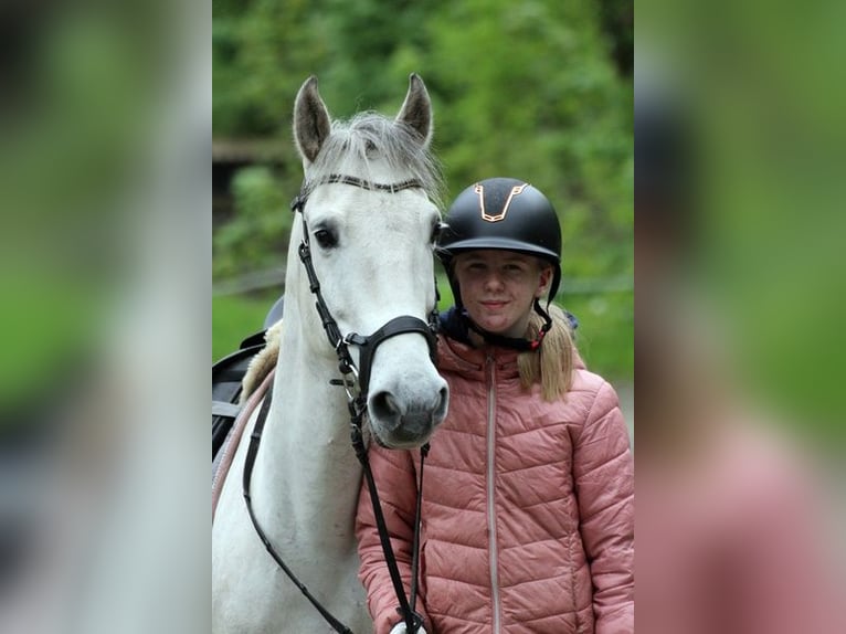 Plus de poneys/petits chevaux Hongre 10 Ans 143 cm Gris in Neumünster