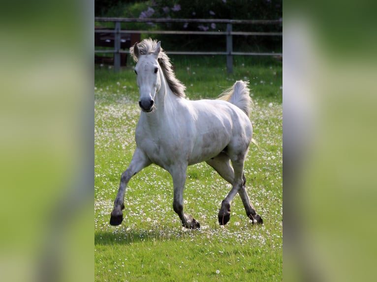 Plus de poneys/petits chevaux Hongre 10 Ans 143 cm Gris in Neumünster