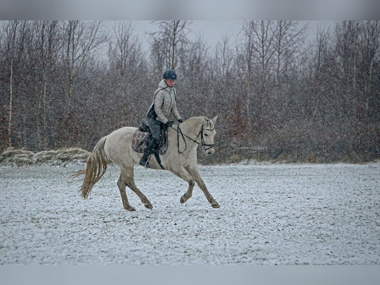 Plus de poneys/petits chevaux Hongre 10 Ans 152 cm Gris in Schuby