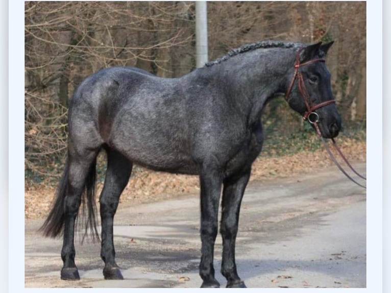 Plus de poneys/petits chevaux Croisé Hongre 10 Ans 152 cm Gris noir in Lichtenau