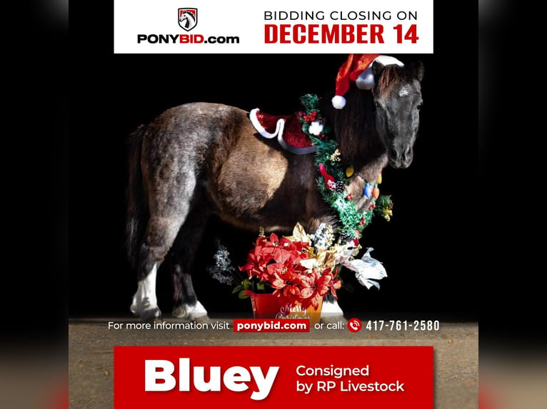 Plus de poneys/petits chevaux Hongre 10 Ans 89 cm Rouan Bleu in Buffalo