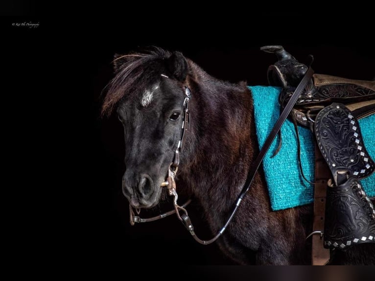 Plus de poneys/petits chevaux Hongre 10 Ans 89 cm Rouan Bleu in Buffalo