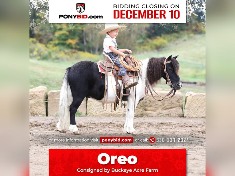 Plus de poneys/petits chevaux Hongre 10 Ans 94 cm Pinto in Millersburg