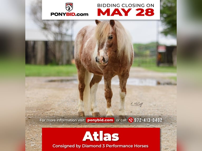 Plus de poneys/petits chevaux Hongre 10 Ans 97 cm in Ravenna