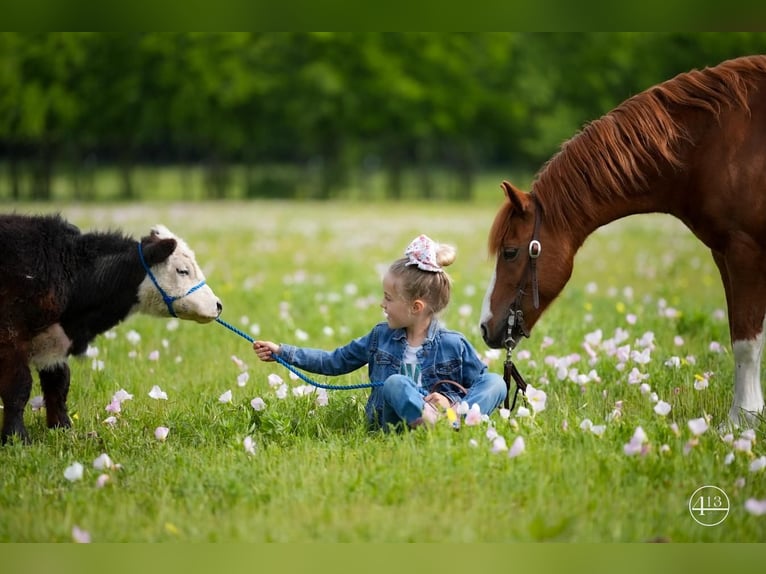 Plus de poneys/petits chevaux Hongre 10 Ans Alezan cuivré in Weatherford, TX