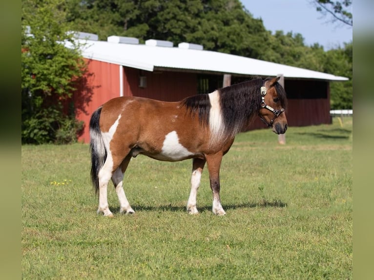 Plus de poneys/petits chevaux Hongre 10 Ans Bai cerise in Joshua, TX