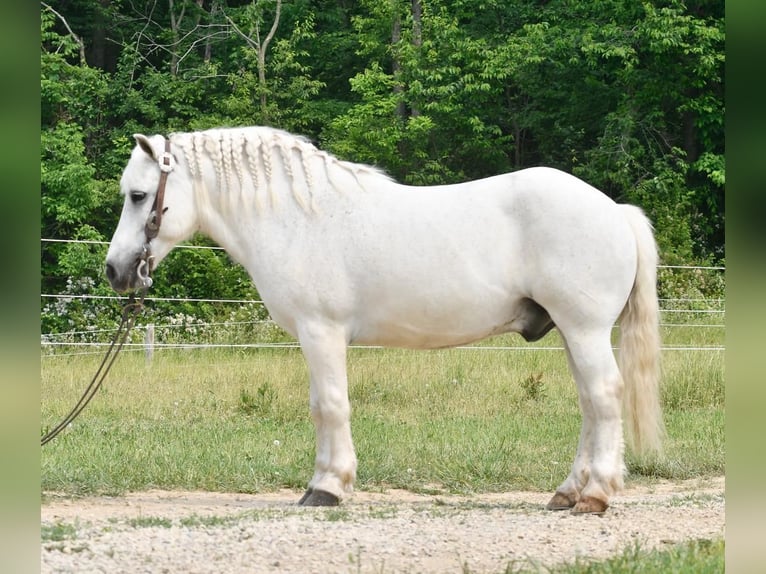 Plus de poneys/petits chevaux Hongre 10 Ans Blanc in Strasburg, OH