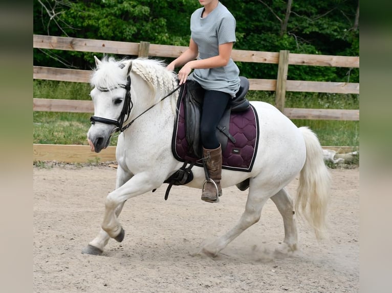 Plus de poneys/petits chevaux Hongre 10 Ans Blanc in Strasburg, OH