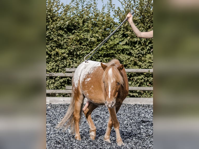 Plus de poneys/petits chevaux Croisé Hongre 11 Ans 107 cm Léopard in Friedrichshafen