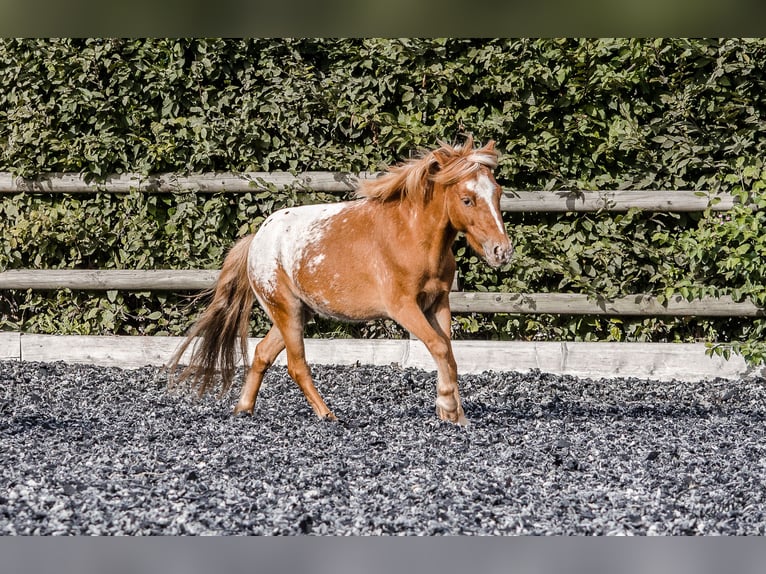 Plus de poneys/petits chevaux Croisé Hongre 11 Ans 107 cm Léopard in Friedrichshafen