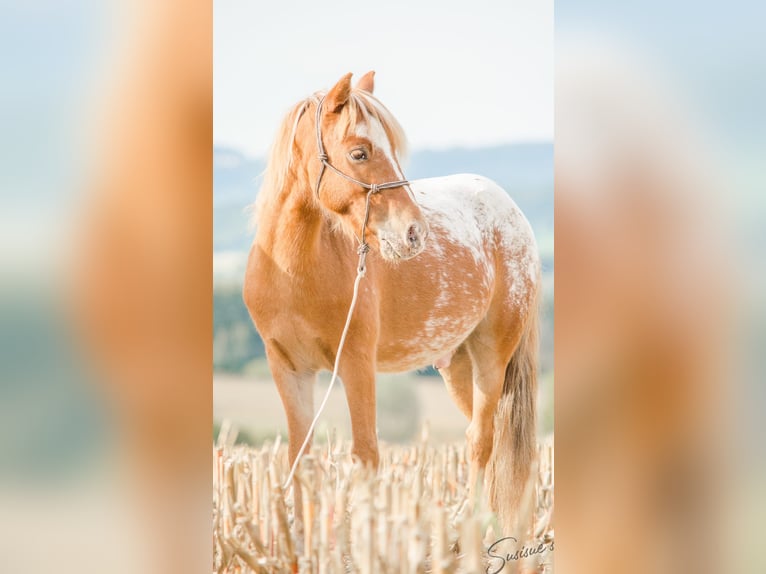 Plus de poneys/petits chevaux Croisé Hongre 11 Ans 107 cm Léopard in Friedrichshafen