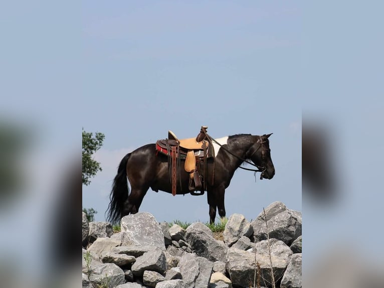 Plus de poneys/petits chevaux Hongre 11 Ans 112 cm Noir in Allenwood, PA