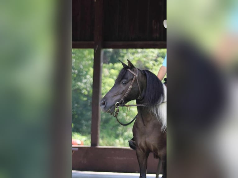 Plus de poneys/petits chevaux Hongre 11 Ans 112 cm Noir in Allenwood, PA