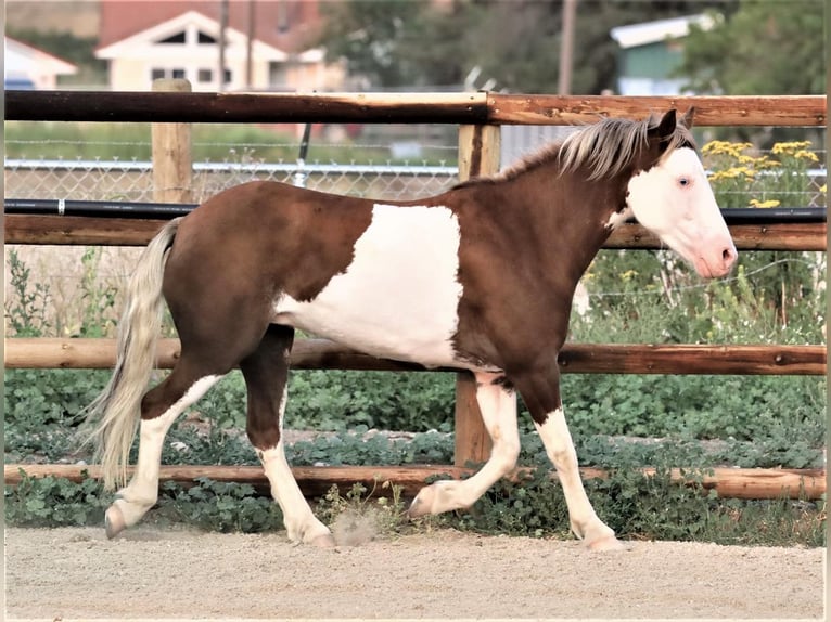 Plus de poneys/petits chevaux Hongre 11 Ans 117 cm in Hamilton, MT