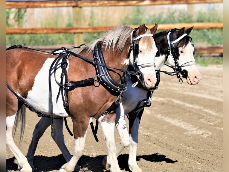 Plus de poneys/petits chevaux Hongre 11 Ans 117 cm in Hamilton, MT