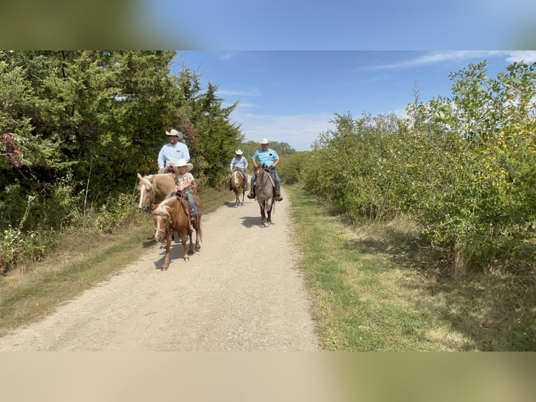 Plus de poneys/petits chevaux Hongre 11 Ans 119 cm Palomino in Sheffield