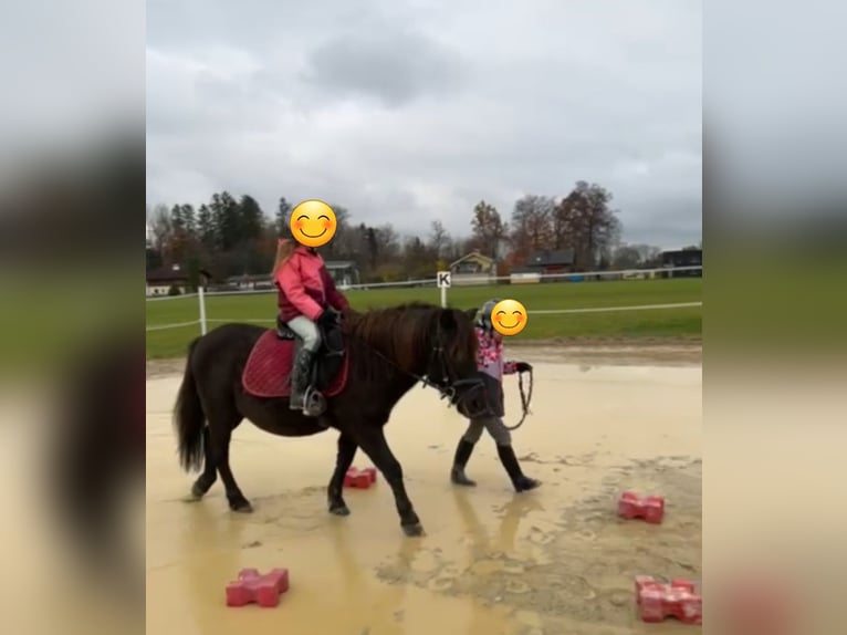 Plus de poneys/petits chevaux Hongre 11 Ans 125 cm Bai brun in Salzburg