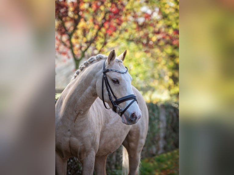 Plus de poneys/petits chevaux Hongre 11 Ans 125 cm Palomino in Bramsche