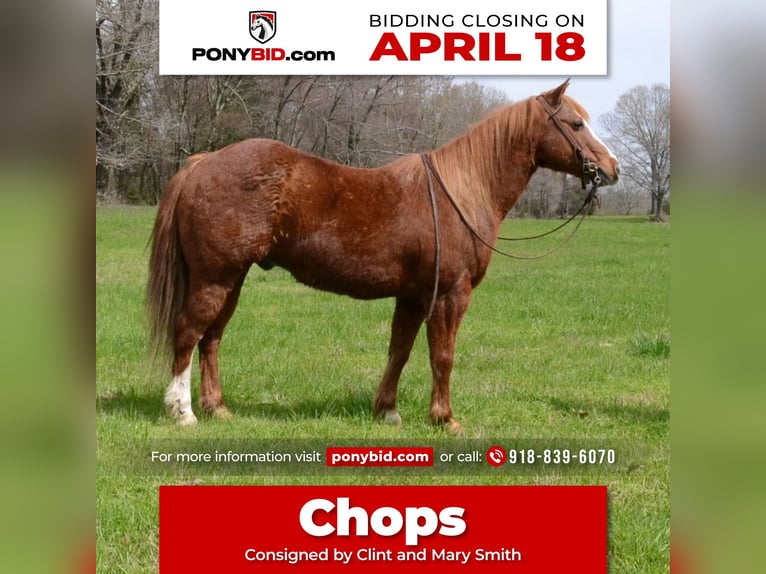 Plus de poneys/petits chevaux Hongre 11 Ans 130 cm Alezan cuivré in Watson, OK