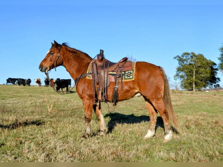 Plus de poneys/petits chevaux Hongre 11 Ans 135 cm Alezan cuivré in Watson, OK