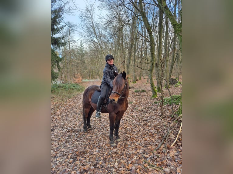 Plus de poneys/petits chevaux Croisé Hongre 11 Ans 148 cm Bai brun in Galenberg