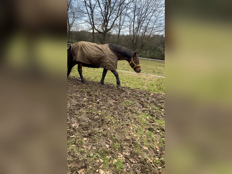 Plus de poneys/petits chevaux Croisé Hongre 11 Ans 148 cm Bai brun in Galenberg