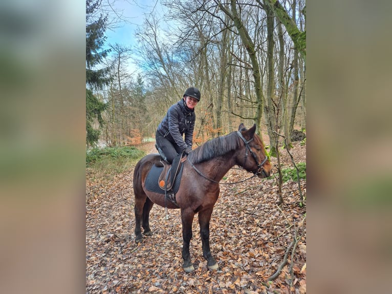 Plus de poneys/petits chevaux Croisé Hongre 11 Ans 148 cm Bai brun in Galenberg