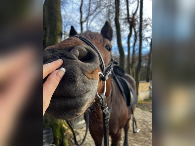 Plus de poneys/petits chevaux Croisé Hongre 11 Ans 148 cm Bai brun in Galenberg