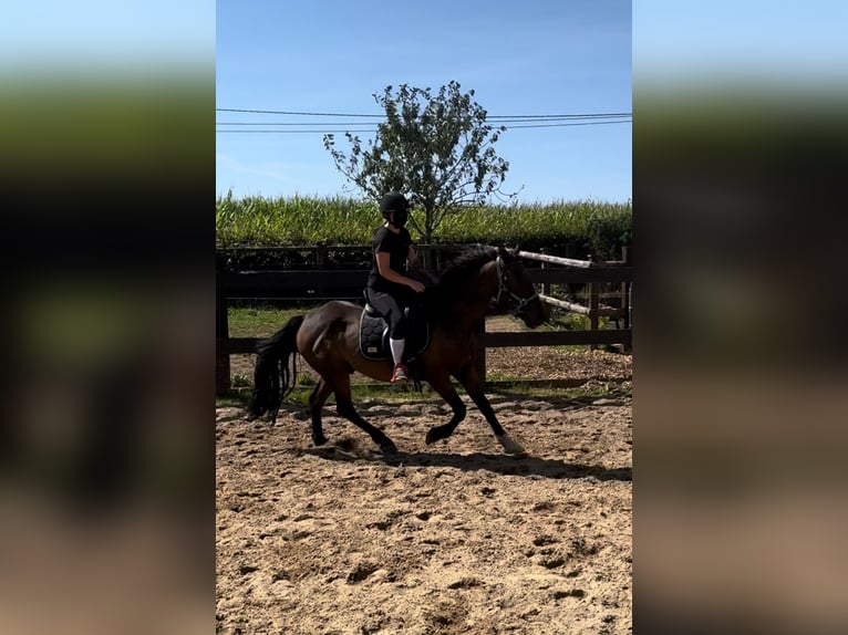 Plus de poneys/petits chevaux Croisé Hongre 11 Ans 150 cm Bai in Daleiden