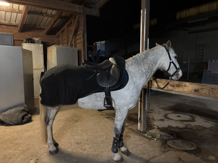 Plus de poneys/petits chevaux Hongre 11 Ans 155 cm Gris pommelé in Sion