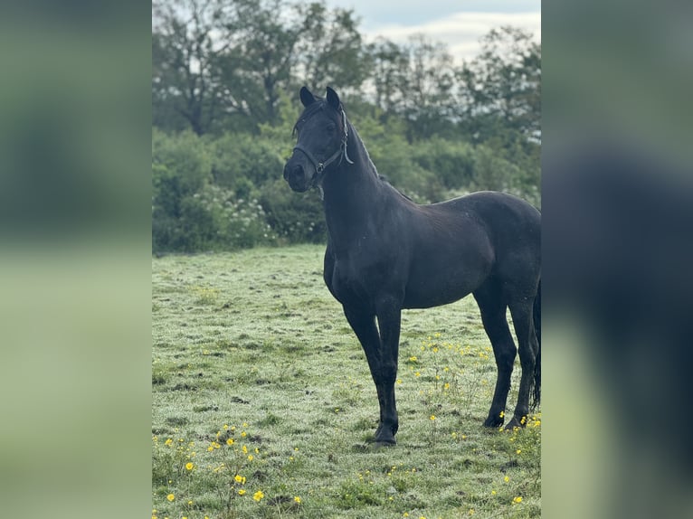 Plus de poneys/petits chevaux Hongre 11 Ans 157 cm Noir in La Chevallerais