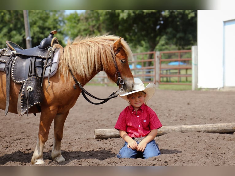 Plus de poneys/petits chevaux Hongre 11 Ans 97 cm Alezan dun in Fergus Falls