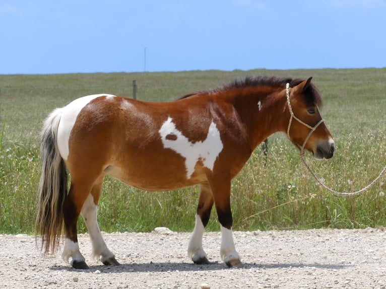 Plus de poneys/petits chevaux Hongre 11 Ans 97 cm Pinto in Hillsboro