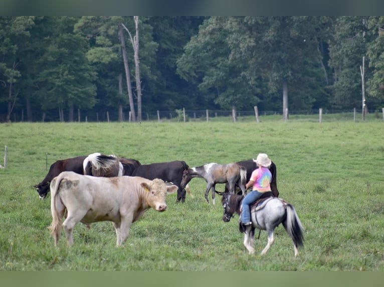 Plus de poneys/petits chevaux Hongre 12 Ans 102 cm Rouan Bleu in Crab Orchard, KY