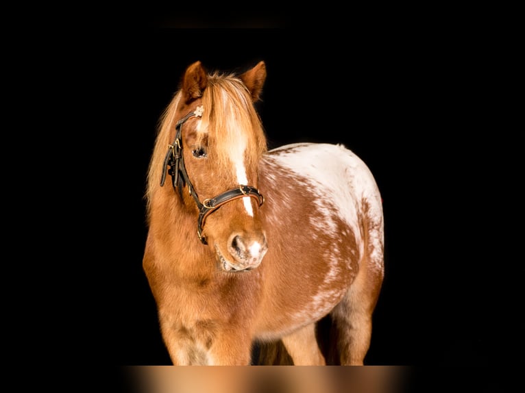 Plus de poneys/petits chevaux Croisé Hongre 12 Ans 107 cm Léopard in Friedrichshafen