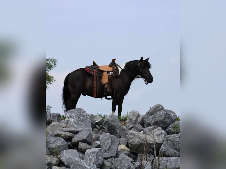 Plus de poneys/petits chevaux Hongre 12 Ans 112 cm Noir in Allenwood, PA